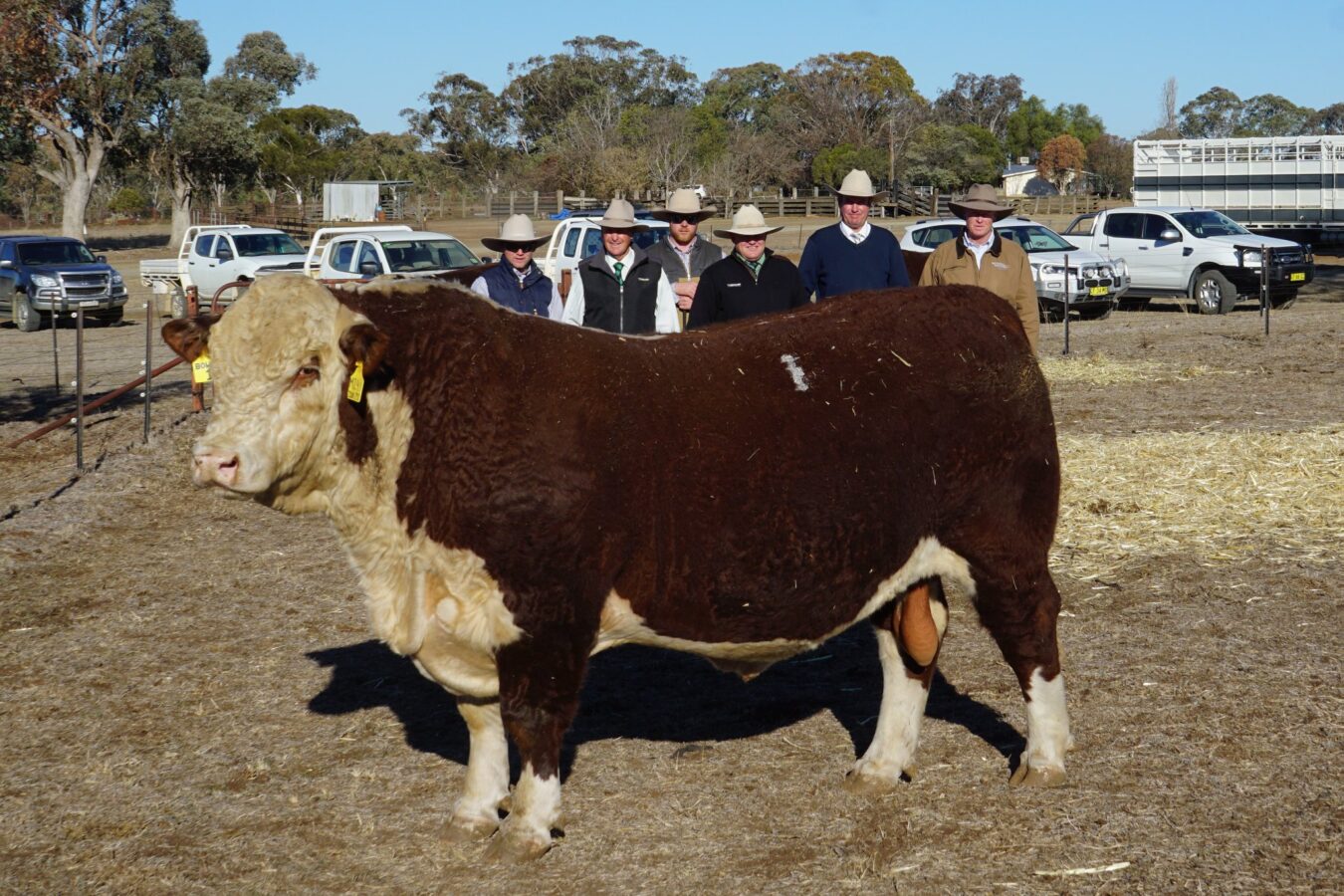 2018 BOWEN Bull Sale Report
