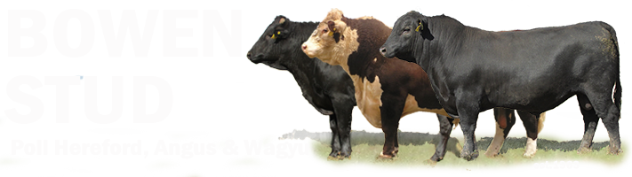 Bowen Stud