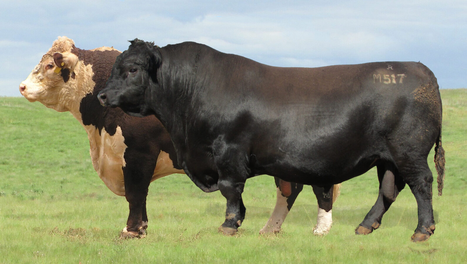 2024 BOWEN Bull Sale