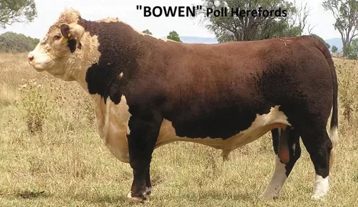 2015 Bowen Poll Hereford Sale