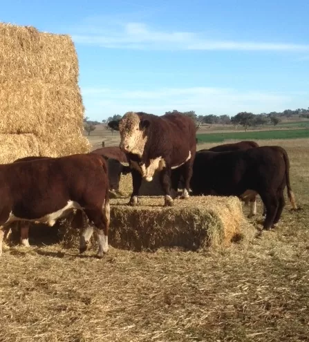 poll-hereford-bulls-fill-photo-web