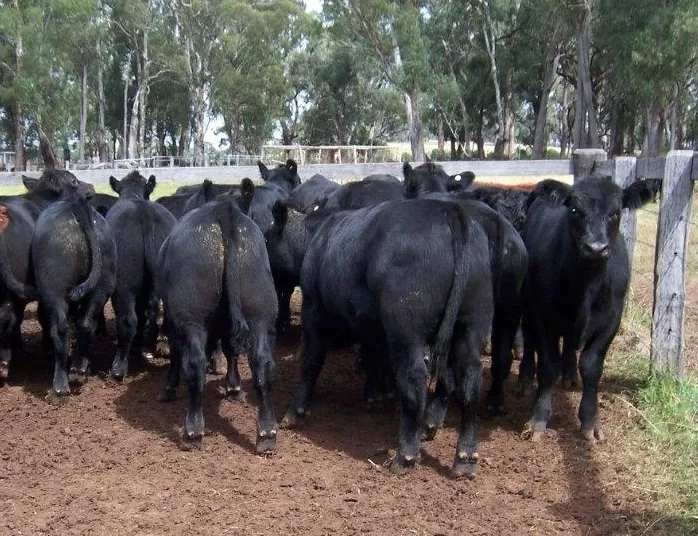sale-weaners-bomfords