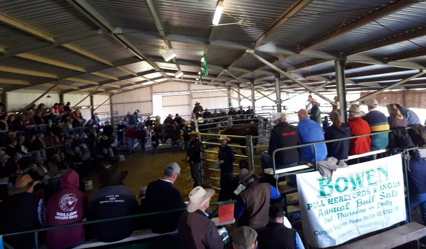 2017 BOWEN Bull Sale Report