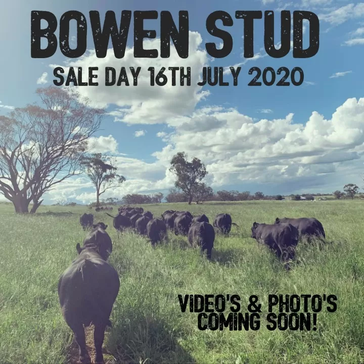 2020 BOWEN BULL SALE REPORT